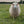 Sheep standing in a grassy field with other sheep in the background