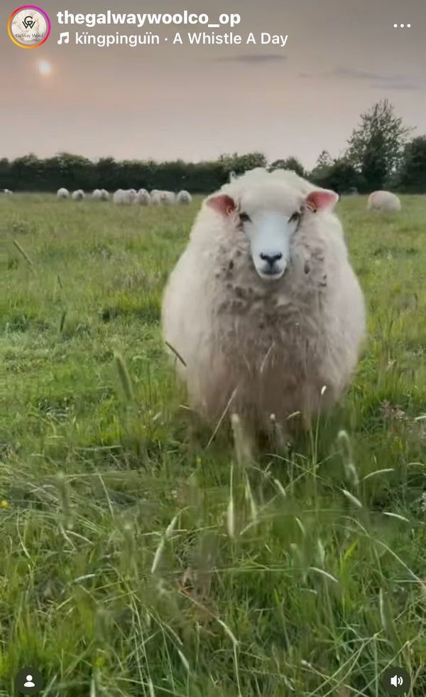 Sheep standing in a grassy field with other sheep in the background