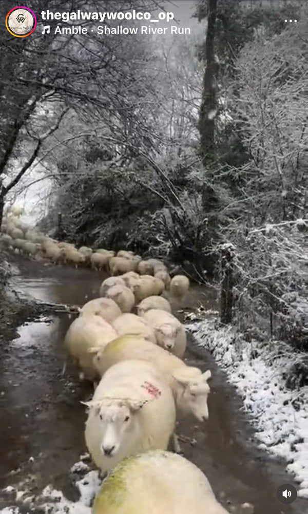 Sheep walking through a snowy landscape with trees and a stream.