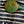 Green and gold pin on a striped fabric background