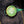 Green button with '1998' and 'OLF' on a denim background