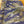 Tiger Stripe Purple Shorts